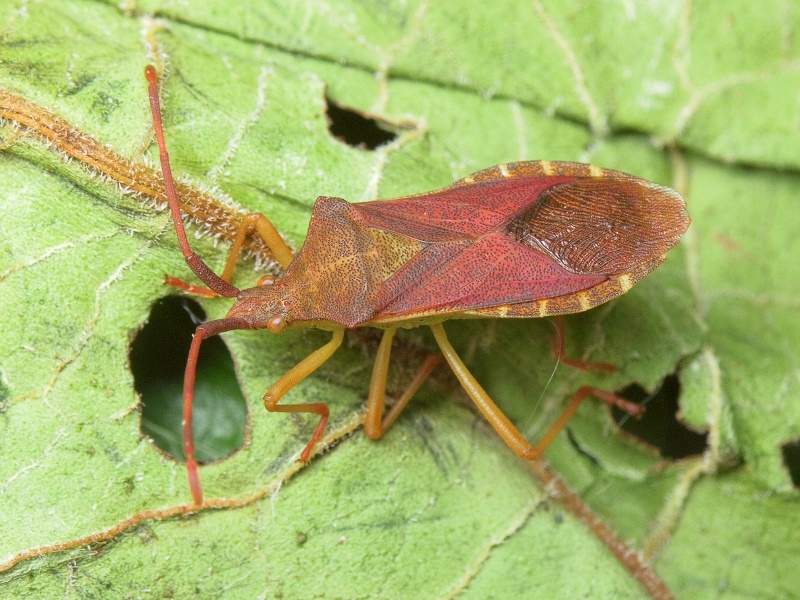 Gonocerus acuteangulatus (Goeze, 1778)
